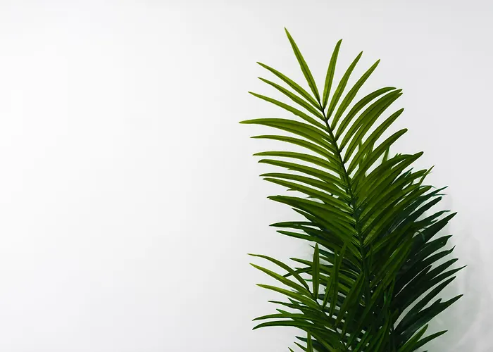 Toboso Plaza 네르하